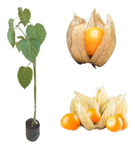 Muda De Camapu Ou Physalis 