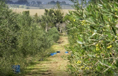 Quinta En Alquiler Por Temporada De 5 Dormitorios En Jose Ignacio