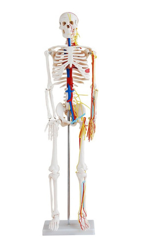 Esqueleto Humano Com Nervos E Vasos Sanguíneos - 85cm