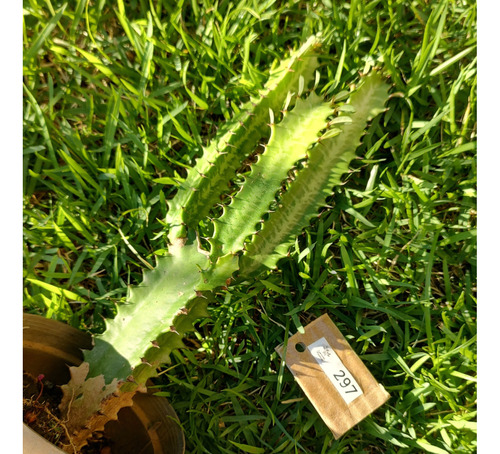 Muda De Euphorbia Trigona (cacto Candelabro) 25cm (lp-297)