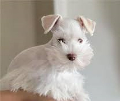 Lindos Mini Schnauzer Blanco 200 C/u