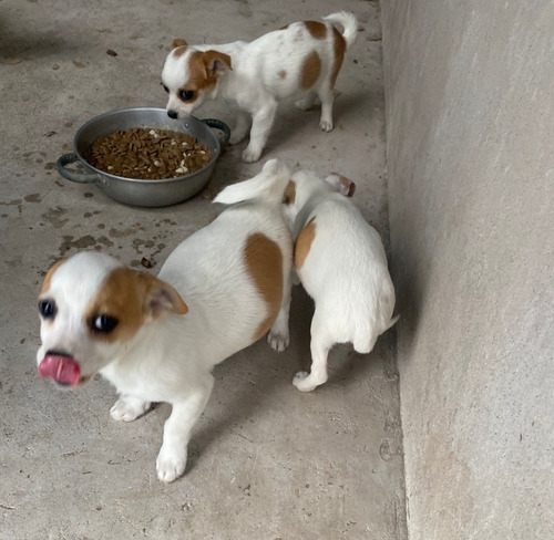 Imagen 2 de 4 de Lindos Cachorros Chihuahua Toy Cabeza De Manzana