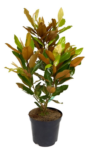 Planta Magnolio Maceta