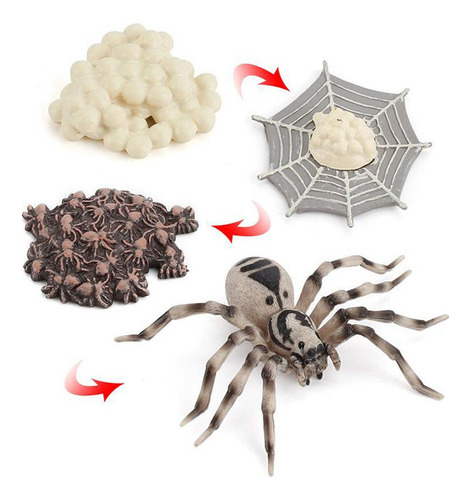 De Vida De Una Araña Incluye Huevo, Larva, Araña Y Araña