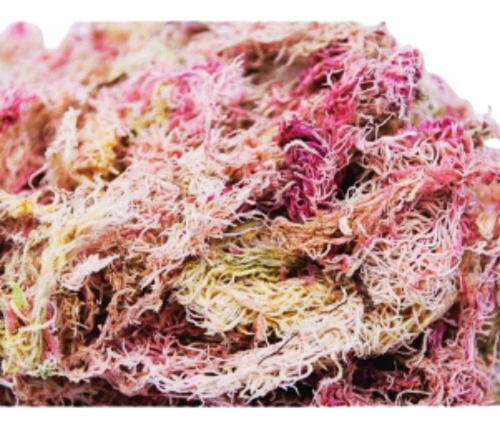 50g Musgo Esfagno Orgânico Substrato Orquídeas Sphagnum Flor