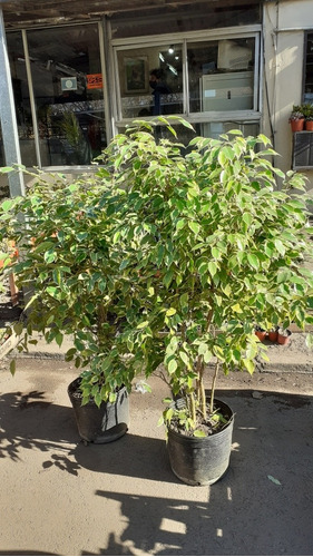 Imagen 1 de 2 de Ficus 10lts