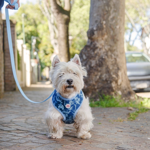Arnés Pretal Perro Talle S Acolchado Con Correa Lola Pets