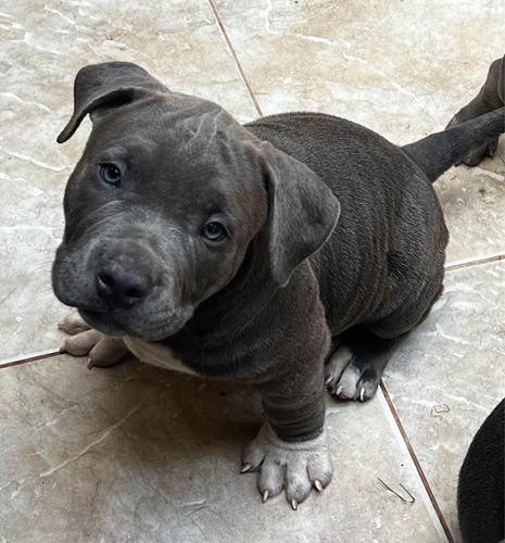 Cachorros American Bully