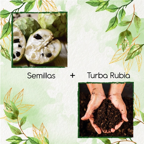 10 Semillas De Fruta Chirimoya + Turba De Germinación