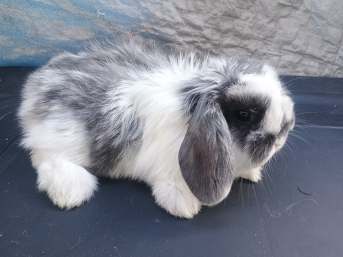 Conejo De Compañía