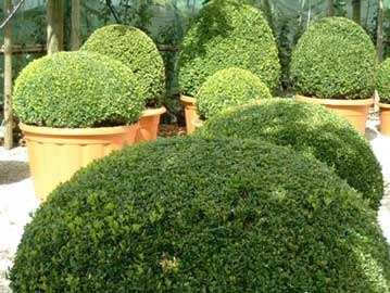 Buxus Sempervirens Bocha 40/50cm Diametro 20lts