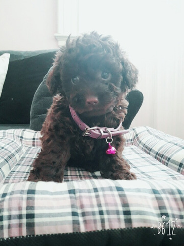 Cachorros Caniche Mini Toy