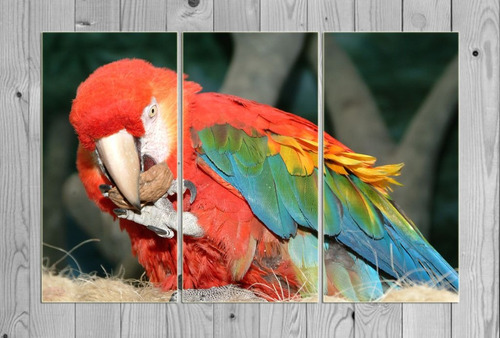 Cuadro 80x120cm Loro Colores Guacamayo Animales M5