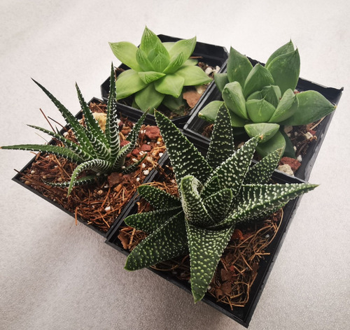 Imagen 7 de 10 de Suculentas Haworthia 32 Pzas 4 Variedades Envio Dhl
