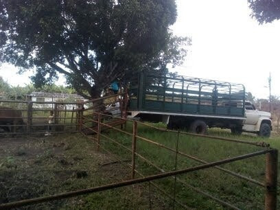 Imagen 6 de 9 de Se Vende Finca En Morichales Sector Cachipo Punceres Ve01-1029pu-mimot