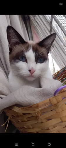 Gato En Adopción Siamés