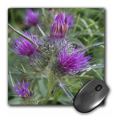 3drose Llc 8 x 8 x 0.25 inches Mouse Pad, Thistle Flowerh