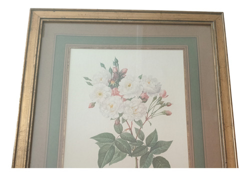 Cuadro Antiguo : Rosa Noisettiana(impresión Francesa) Variado Dorado (Usado)