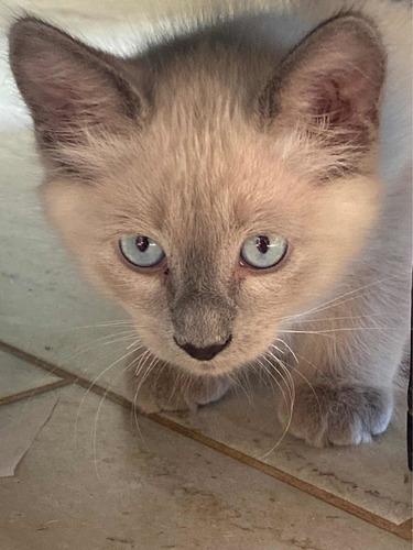 Siameses Blue Point Machos Ya Buscan Home Tres Meses Mza