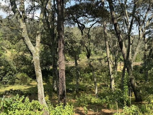 Vendo Terreno Boscoso De 11 Hectáreas En Jilótepec