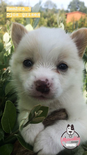 Criadero Pomsky Cuarta Generacion