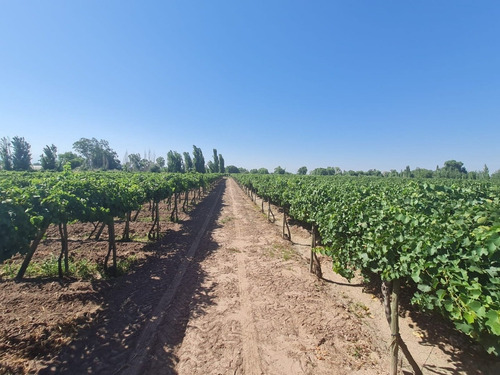 Imagen 10 de 13 de 6,1 Ha Parrales Colonia Segovia