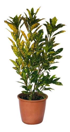Cróton Amarelo - Codiaeum Variegatum - Pote 17