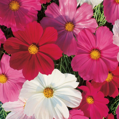 60 Sementes De Cosmos Sensation Flor Pasto Apicola