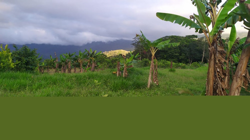 Finca Terreno Bejuma Carabobo Canoabo Arboles Frutales Y Galpon Para Pollos Y Cerdos  Bajo De Precio