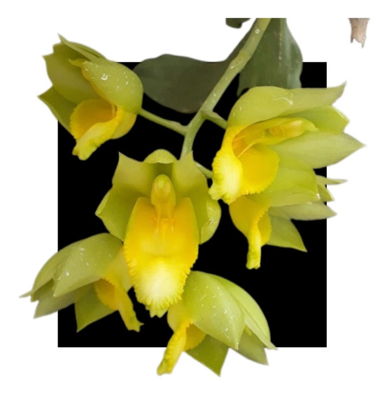 Catasetum Vinaceum Amarelo | MercadoLivre 📦