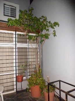 Imagen 7 de 13 de Chalet Ph En Venta Cond En Lanus Oeste