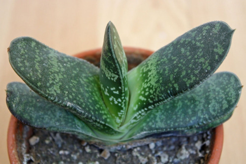 Gasteria / Lengua De Vaca Planta Suculenta Ornamental