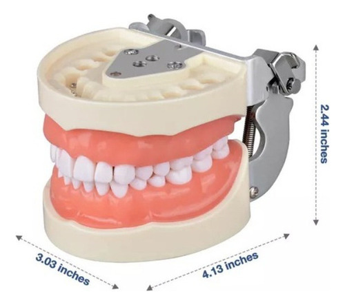 Modelo De Dente Com 32 Dentes Destacáveis