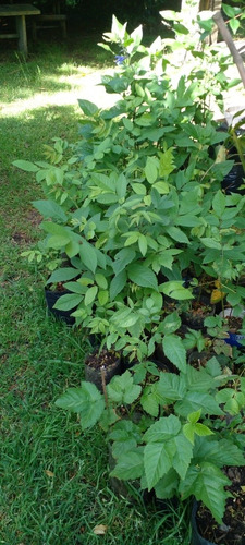 Nogales Juglans Nigra Nuez Negra No Pague Envio Antes