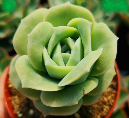 Echeveria Lovely Rose Pote 9