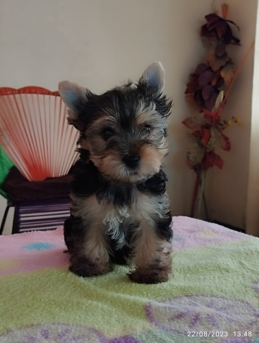 Yorkshire Terrier Mini Genes Exóticos 