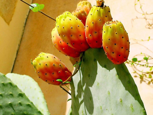 Cactos Comestíveis ( Frutos ) Verde | MercadoLivre