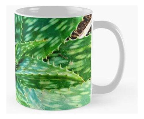 Taza X4 Planta Verde De Aloe Vera Calidad Premium