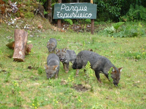 Campo. Parque Tepuhueico