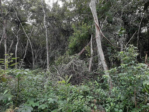 Imagen 8 de 9 de Terreno En Francisco Hu May
