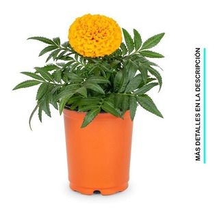 Campana De Flores | MercadoLibre ???? Campana De Flores | MercadoLibre ????