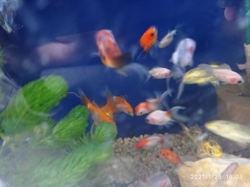 Imagen 9 de 11 de Combo Peces De Agua Fría. Acuario Aquariumba