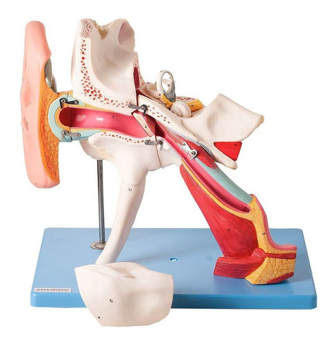 Ouvido Ampliado 4x Clássico Em 8 Partes Modelo Anatomia