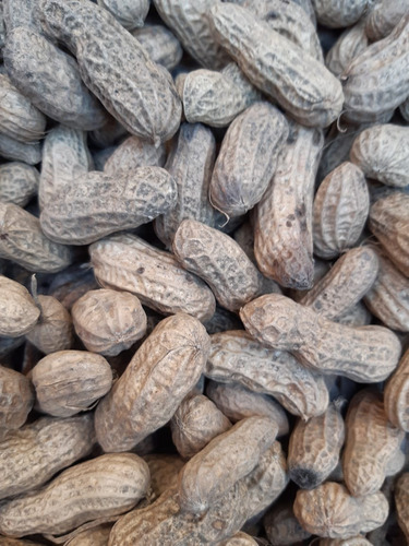 Semillas De Cacahuate Para Sembrar Cont. 1 Kg