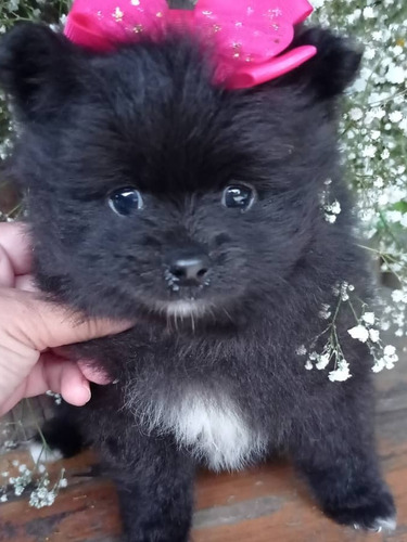 Filhote De Lulu Mini Com Atestado Veterinário