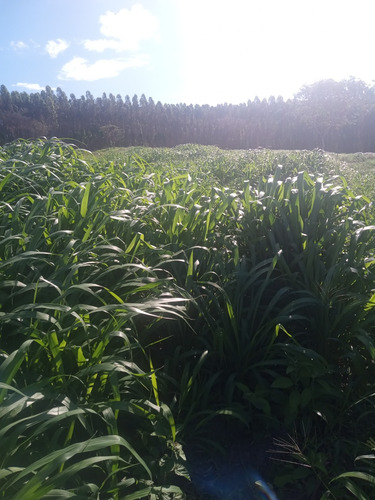 Área De Terra Com 12 Tarefas