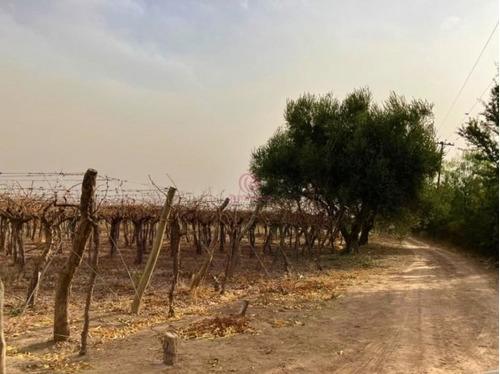 Imagen 17 de 19 de Greenwood Vende Hermosa Finca Con Viñedos, Casa, Galpon Y Pozo Para Riego