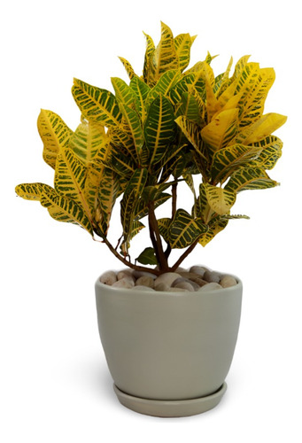 Planta Croton Nervio