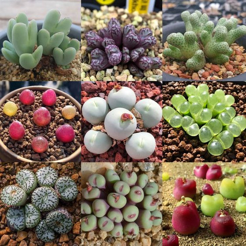 Kit 9 Variedades Semilla De Suculenta 50 C/u