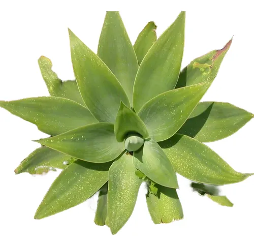 Planta Suculenta Ágave Del Dragón (cuello De Cisne)